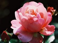 David-Austin-Rose: Anne Boleyn