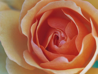 David-Austin-Rose: Graham Thomas