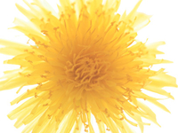 Löwenzahnblüte
