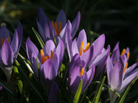 Krokusse
