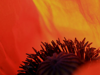 Mohnblume, rot