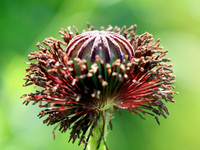 Mohnblume verblüht