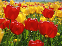 Tulpenblüten