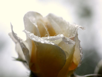 Eine andere Rose