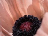 Mohnblume