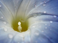 Prunkwinde