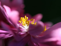Herbst-Anemone