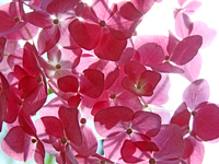 Hortensie