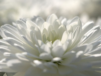 Chrysantheme