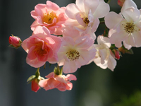 Heckenrose
