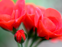 Und noch eine Rose