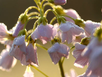 Wiesenschaumkraut