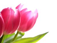 Und noch mehr Tulpenblüten