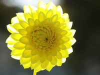 gelbe Dahlie