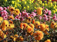Dahlienbeet
