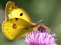 Goldene Acht