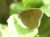 Brauner Waldvogel