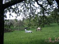 Ruhestunde