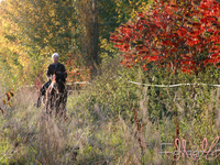 Herbst-Wald