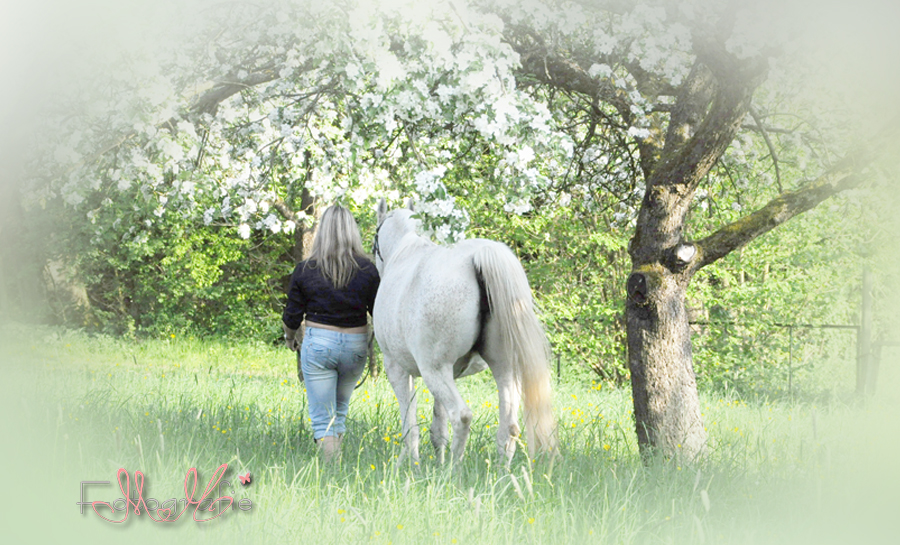 Pferd, Pferdefoto, Pferdefotografie Heilbronn, Pferdefotograf Eppingen, Pferdefotograf Sinsheim, Pferdefotograf Öhringen, , Pferde-Foto-Shooting, Pferdefotoshooting, Fotograf Marita Hüttner