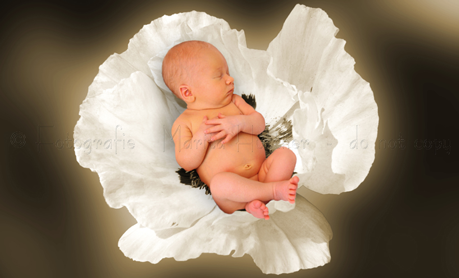 kleines Baby in einer Mohnblüte