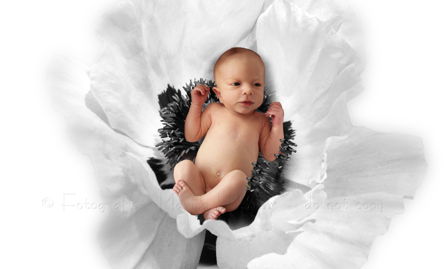 Baby in einer Blume, Baby, Babyfotos, Babyfotografie, Fotos Neugeboren, Fotografie, Babybilder, Eppingen, Kraichtal, Bretten, Bruchsal, Bretzfeld,  Heilbronn, Brackenheim, Bönnigheim, Öhringen, Neuenstadt,  Neckarsulm, Mosbach, Bad Friedrichshall, Bad Wimpfen, Bad Rappenau Marita Hüttner