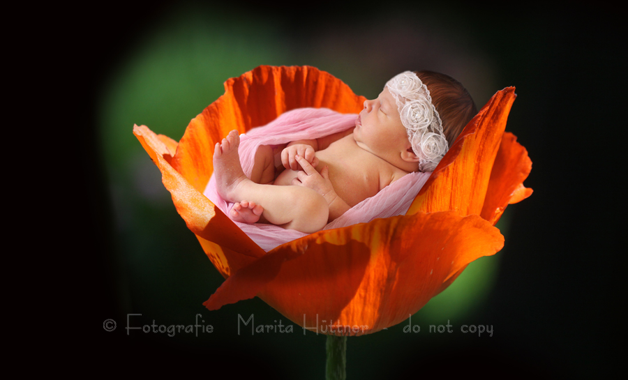Baby in der Blume Fotografie, Babyfotografie Heilbronn, neugeborenes Baby, Babyfotograf, Babybilder, schöne Babyfotos, Babyfotos zuhause, Babyfotografin, Babyfotoshooting, Marita Hüttner, Baby, Babyfotografie Sinsheim, Mosbach, Bietigheim, Ilsfeld, Lauffen, Eppingen, Kraichtal, Bretten, Bruchsal, Bretzfeld, Brackenheim, Bönnigheim, Öhringen, Neuenstadt, Neckarsulm, Neudenau, Bad Friedrichshall, Bad Wimpfen, Bad Rappenau, 