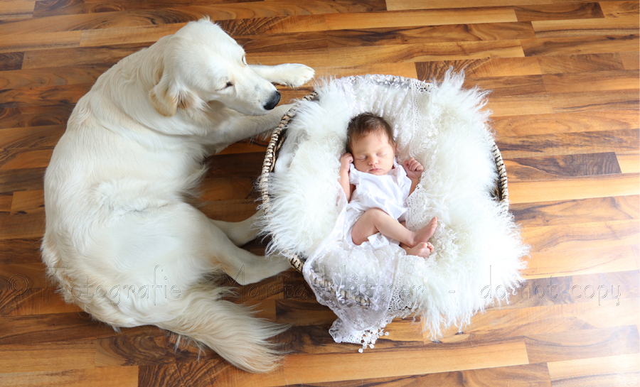 Babyfotos, Babyshooting, Babyfotoshooting, Baby mit Hund, Babyfotografie Heilbronn, Babyfotograf Sinsheim, Babyfotografin Bruchsal, Newbornfotograf Bietigheim, Marita Hüttner Fotografie Eppingen,